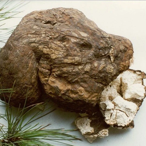 CHIẾT XUẤT BẠCH PHỤC LINH (Phục hồi)